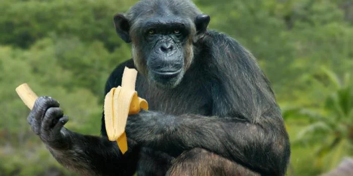 Chimpanzon Bananin